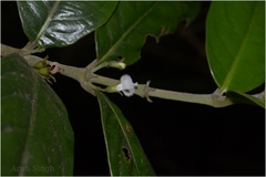 Lasianthus capitulatus